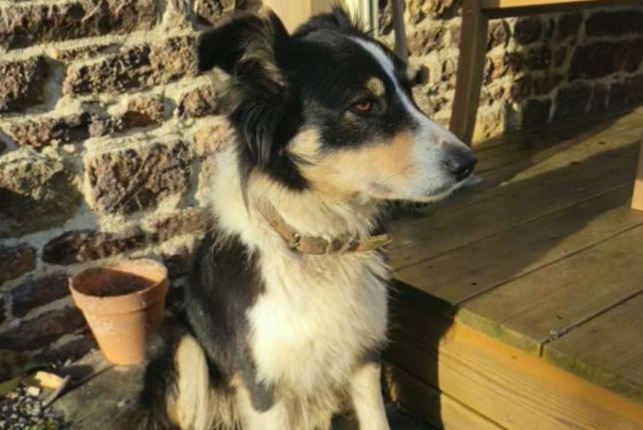 Fundmeldung Hund  Weiblich La Lande-d'Airou Frankreich