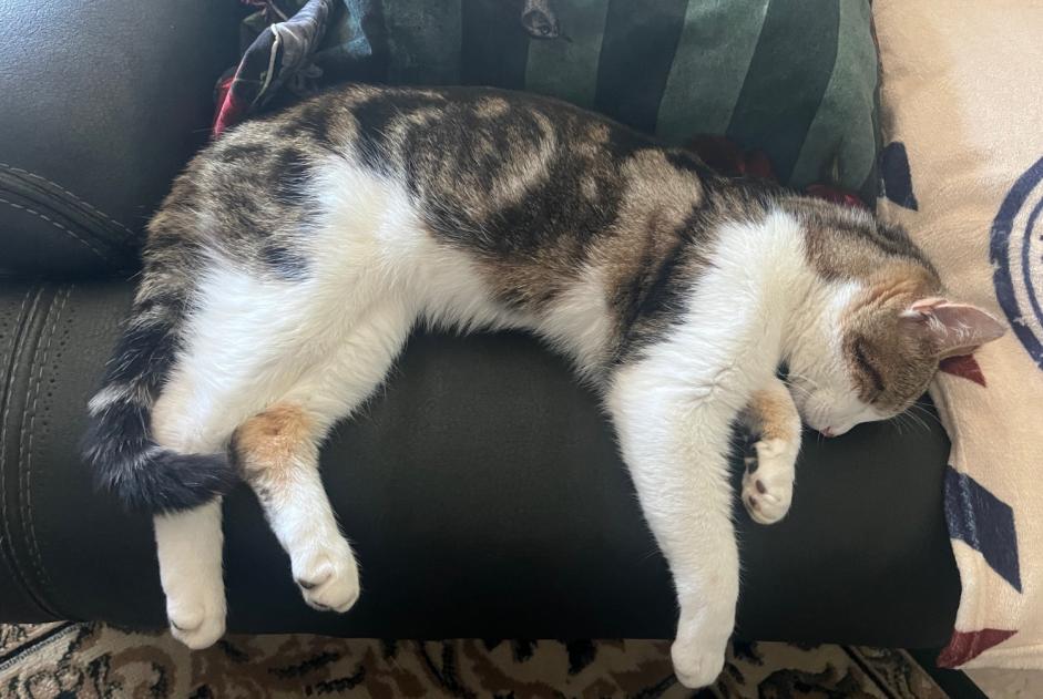 Fundmeldung Katze Männliche , 2 Jahre La Haye-Pesnel Frankreich