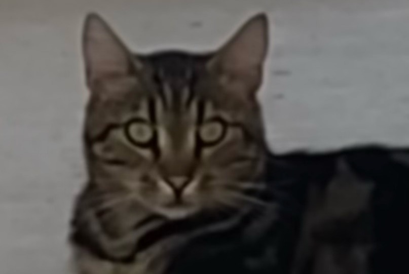 Vermisstmeldung Katze rassenmischung Männliche , 3 jahre Saint-Jean-le-Thomas Frankreich