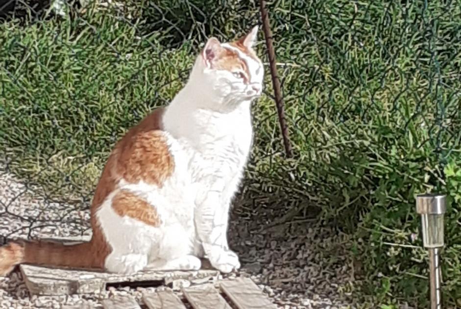 Vermisstmeldung Katze Männliche , 5 jahre La Haye Frankreich