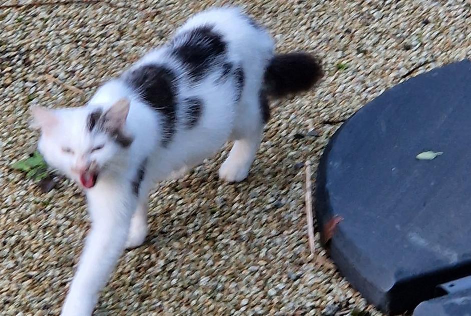 Discovery alert Cat miscegenation Unknown Nicorps France