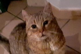 Disappearance alert Cat Male , 9 years Sourdeval France