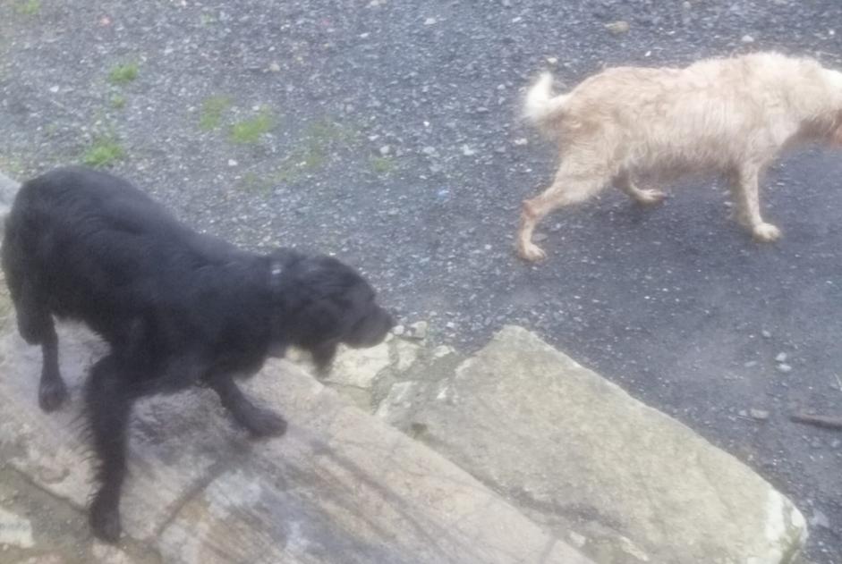Discovery alert Dog Unknown Cambernon France