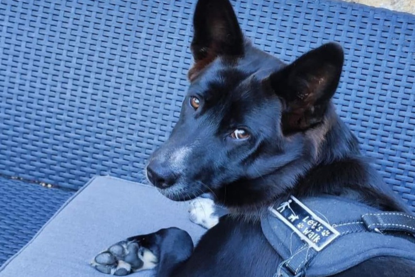 Disappearance alert Dog miscegenation Female , 2 years Coux-et-Bigaroque-Mouzens France