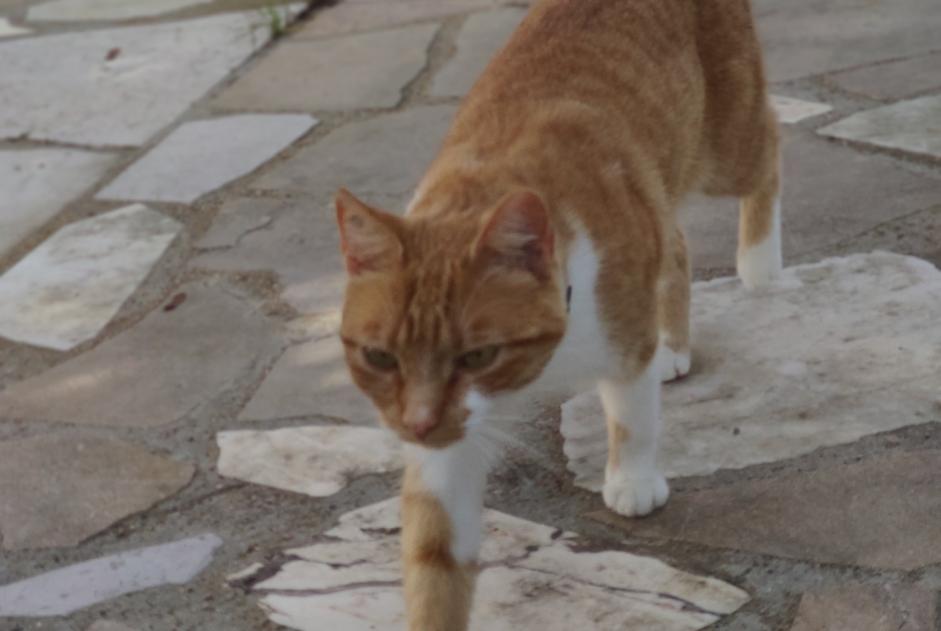 Alerta de Desaparición Gato Hembra , 3 años Givry Francia