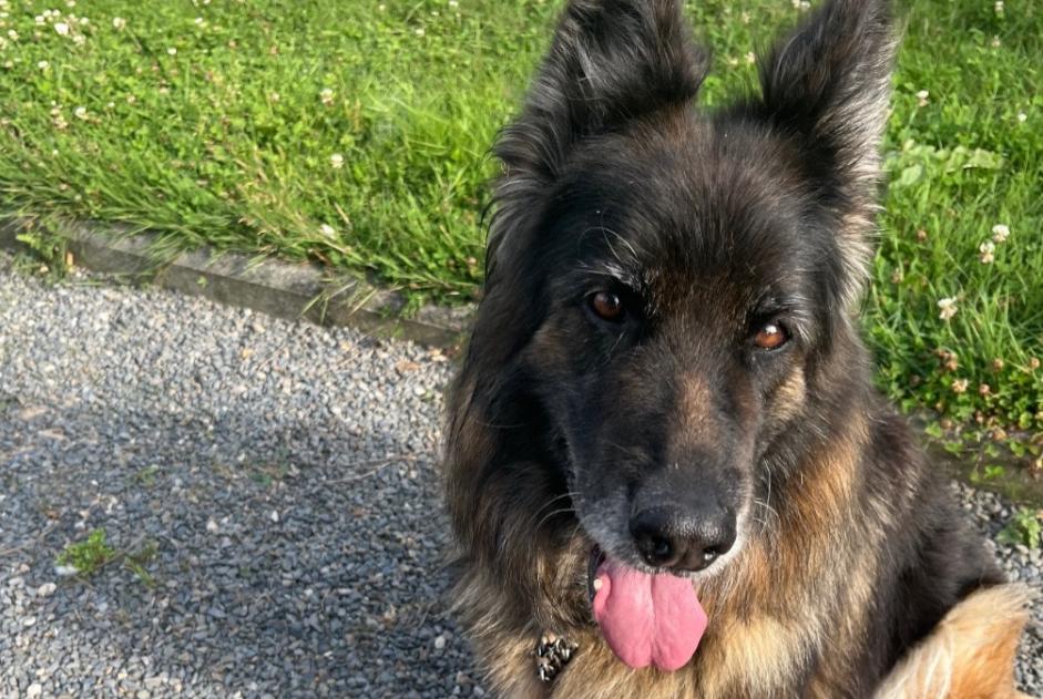 Alerta de Hallazgo Perro  Hembra Surtainville Francia