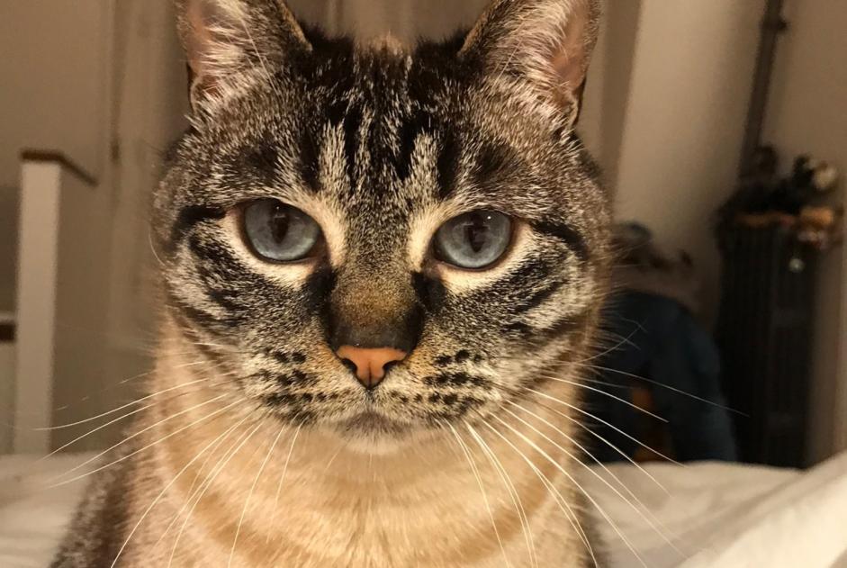Alerte Disparition Chat croisement Femelle , 9 ans Valcanville France
