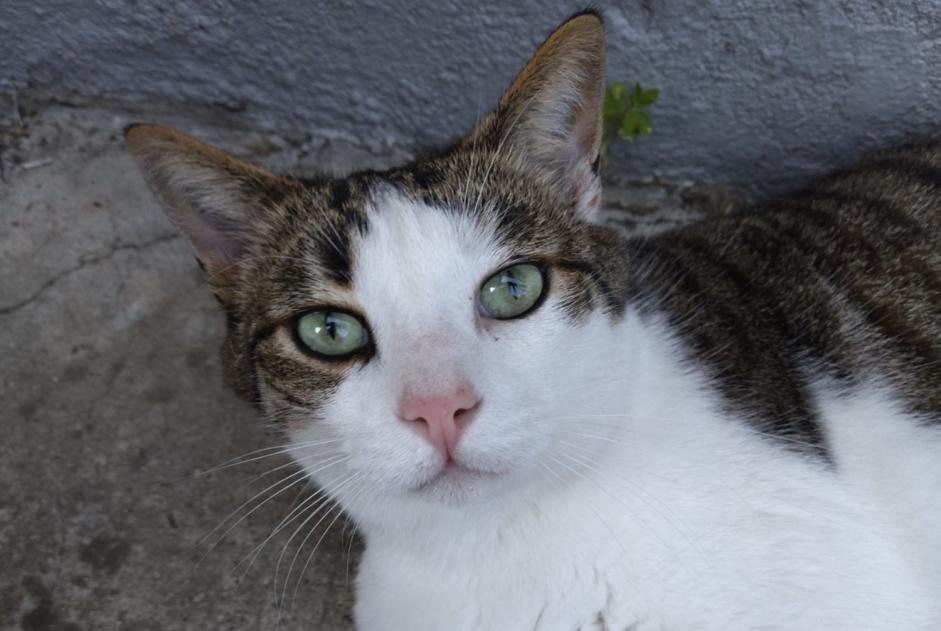 Alerte Disparition Chat Mâle , 5 ans Avranches France