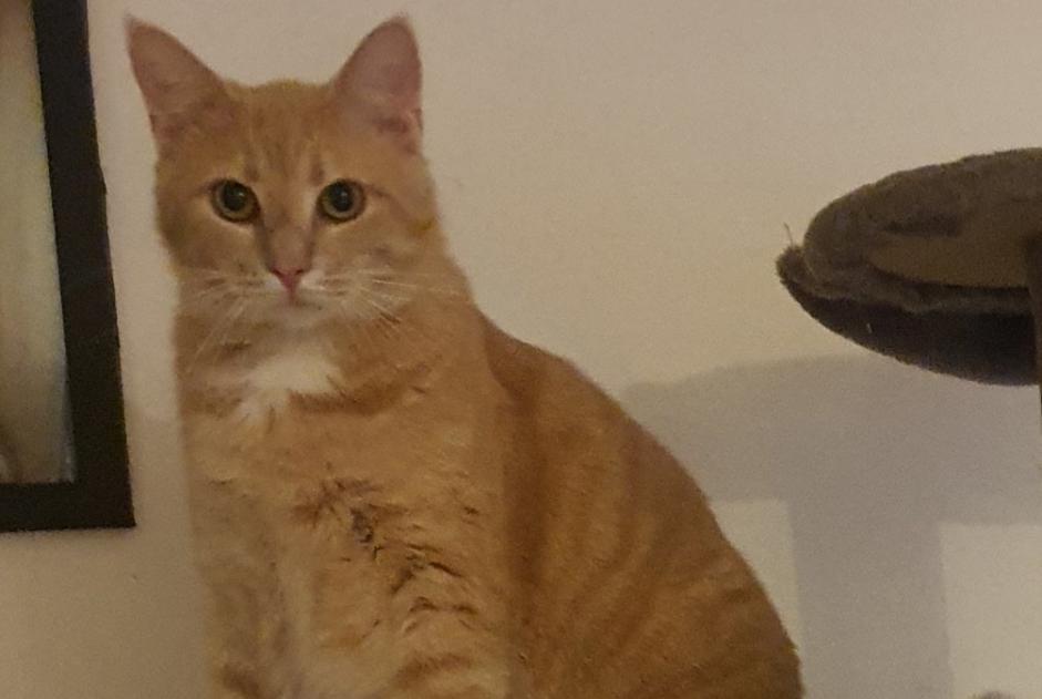 Alerte Disparition Chat  Mâle , 3 ans Brécey France