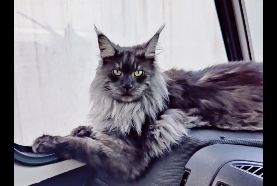 Alerte Disparition Chat  Mâle , 2 ans Hauteville-sur-Mer France