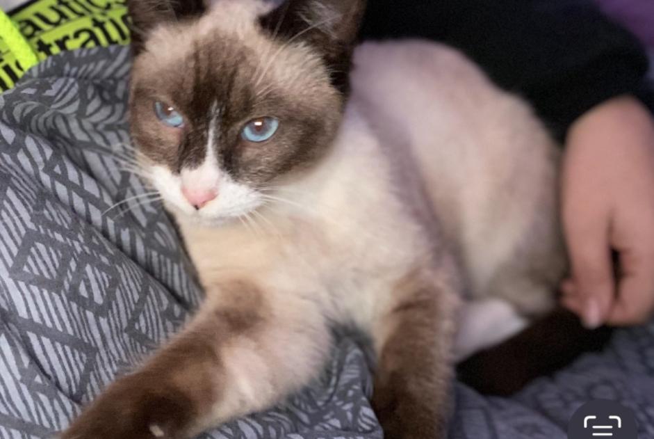 Alerte Disparition Chat croisement Mâle , 1 ans Ponts France