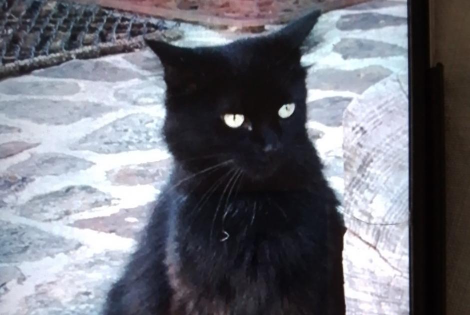Alerte Disparition Chat croisement Femelle , 3 ans Golleville France Alerte Disparition Chat croisement Femelle , 3 ans Golleville France