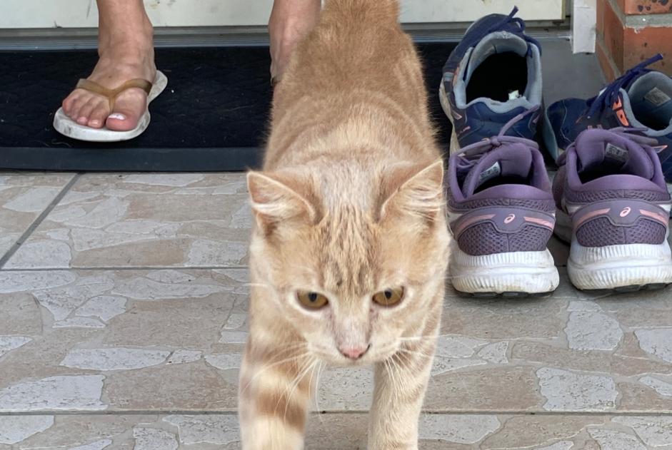 Alerte Découverte Chat Mâle Agneaux France