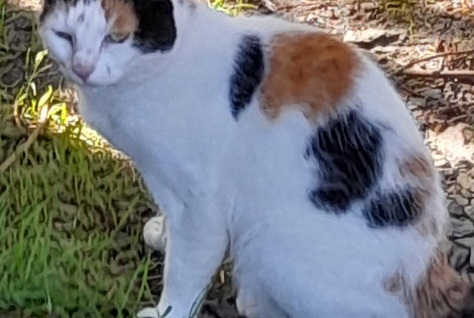 Alerte Découverte Chat Femelle Couvains France Alerte Découverte Chat Femelle Couvains France