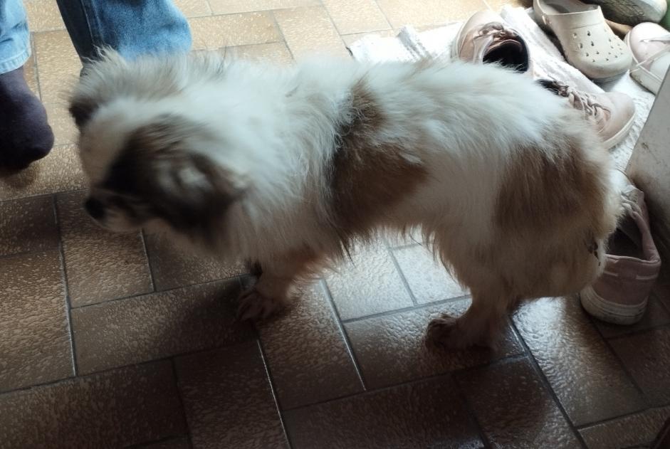 Alerte Découverte Chien  Mâle Champrepus France