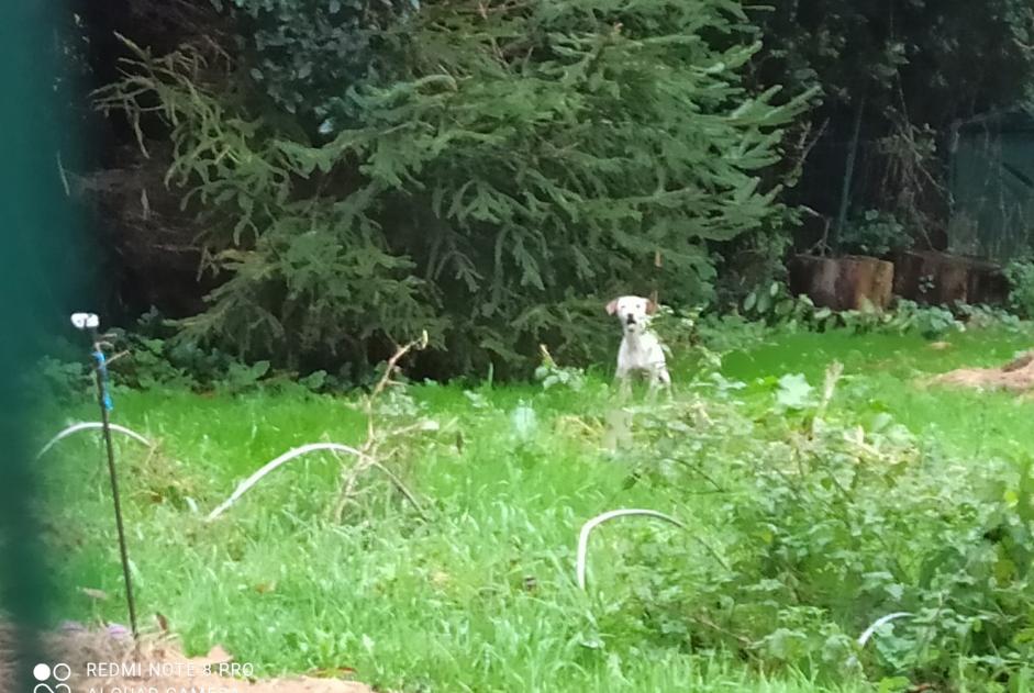 Alerte Découverte Chien croisement Inconnu Cherbourg-en-Cotentin France Alerte Découverte Chien croisement Inconnu Cherbourg-en-Cotentin France