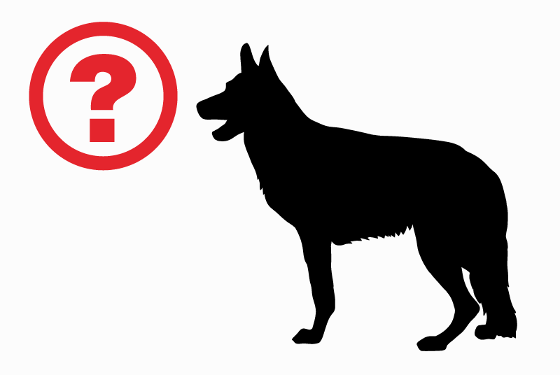 Alerte Disparition Chien  Mâle , 1 ans Saint-Amand-Villages France