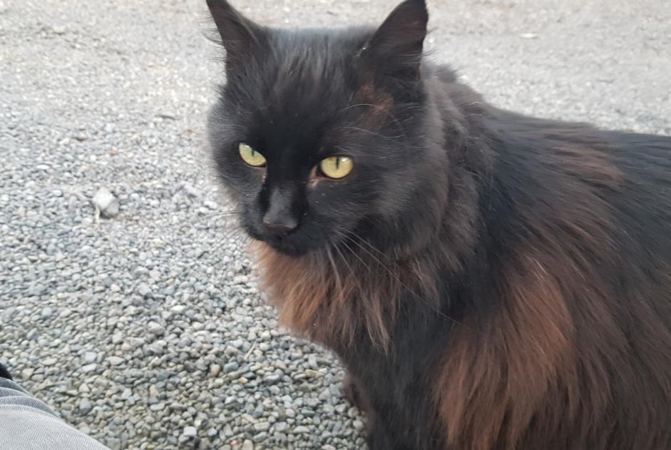 Avviso Ritrovamento Gatto Femmina Granville Francia