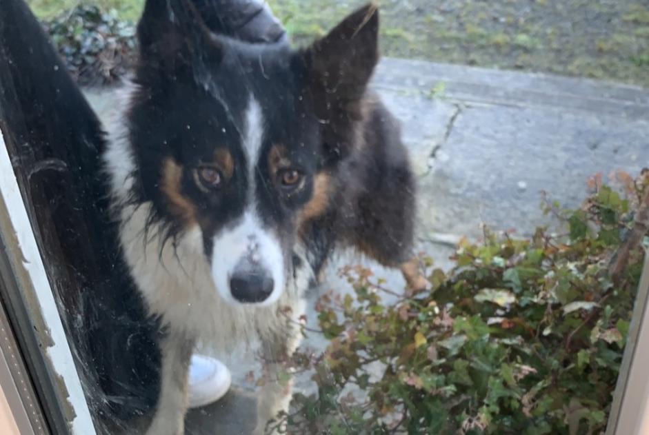 Ontdekkingsalarm Hond  Mannetje Lolif Frankrijk