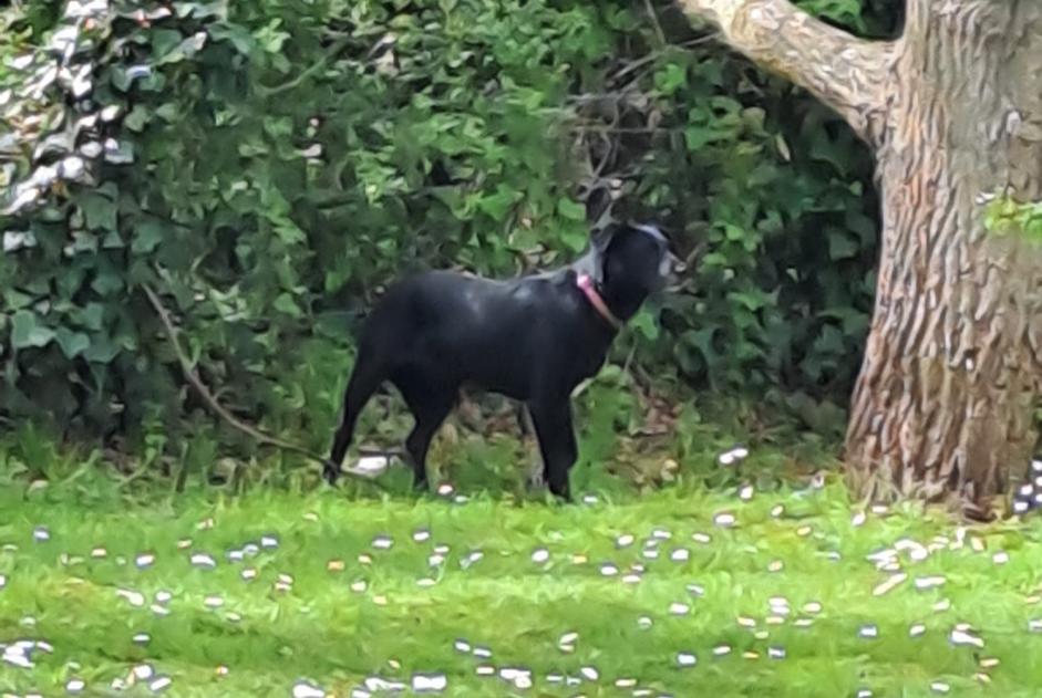 Ontdekkingsalarm Hond Onbekend Carentan les Marais Frankrijk Ontdekkingsalarm Hond Onbekend Carentan les Marais Frankrijk