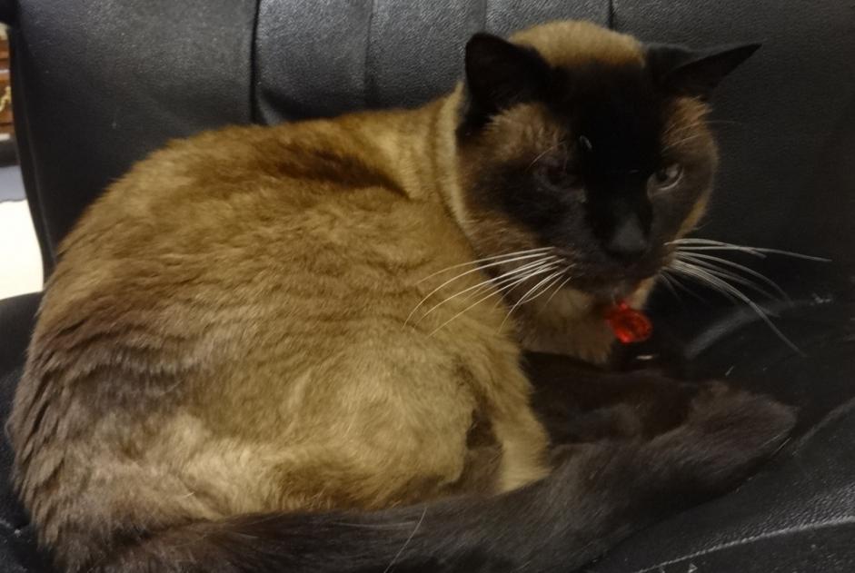 Verdwijningsalarm Kat  Mannetje , 20 jaar Saint-Vaast-la-Hougue Frankrijk