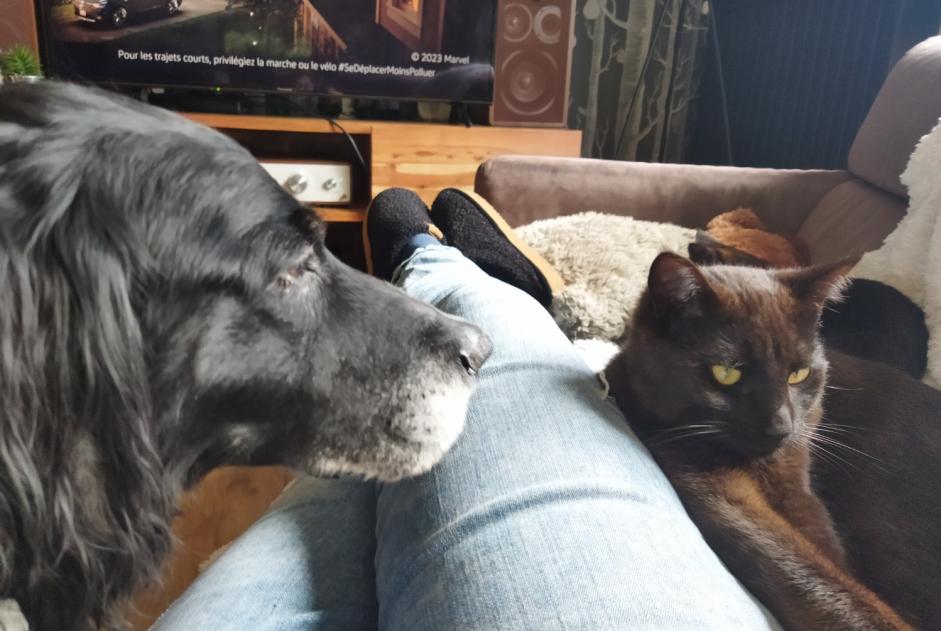 Verdwijningsalarm Kat Mannetje , 1 jaar Villedieu-les-Poêles-Rouffigny Frankrijk