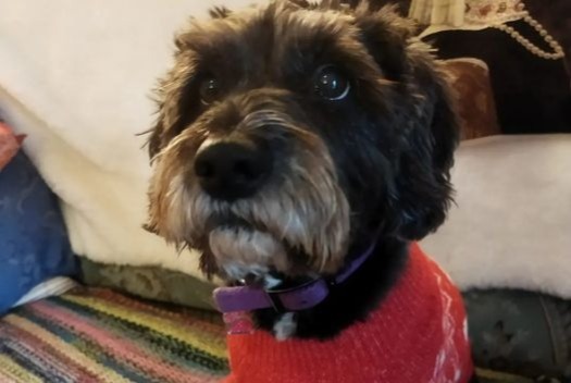 Alerta desaparecimento Cão  Macho , 12 anos Percy-en-Normandie France
