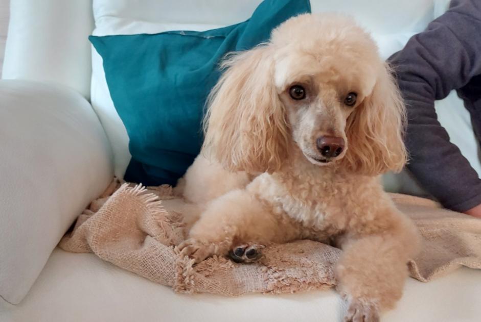Alerta desaparecimento Cão  Macho , 7 anos Saint-André-de-Bohon France