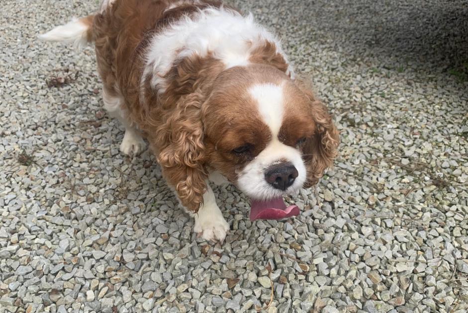Alerta descoberta Cão Macho Cherbourg-en-Cotentin France