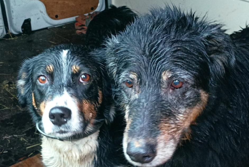 Alerta descoberta Cão cruzamento Desconhecido Saint-Quentin-sur-le-Homme France